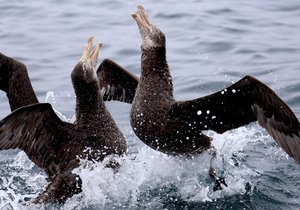 Wonders van Nieu Seelandse Kuslyn